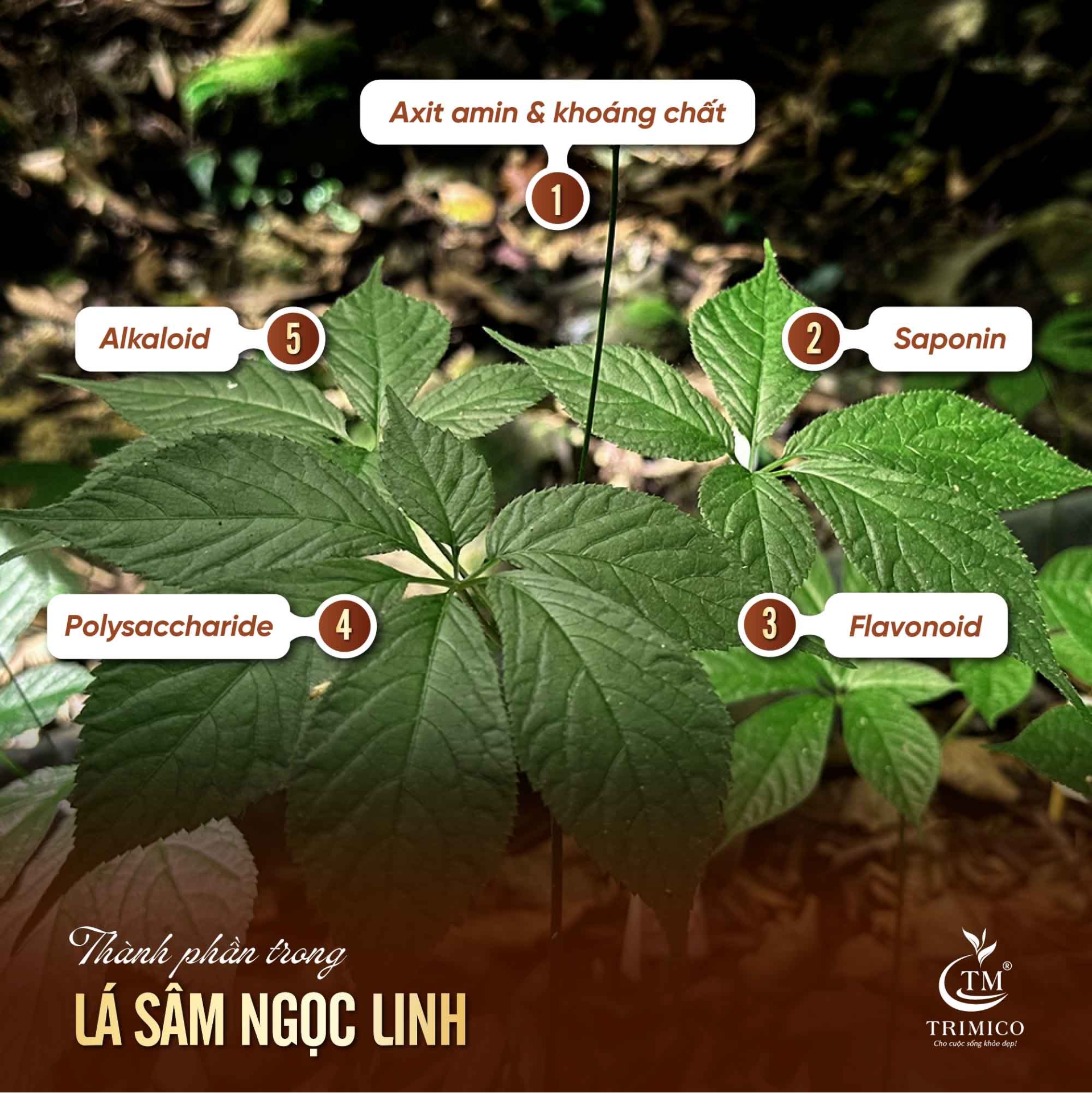 h&igrave;nh ảnh s&acirc;m ngọc linh TRIMICO